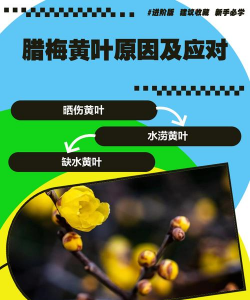 花卉欣赏论文，写作要点，结构解析