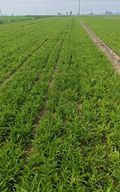 花卉欣赏论文，写作要点，结构解析