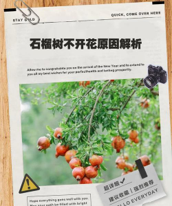 小众送妈妈的花有哪些花