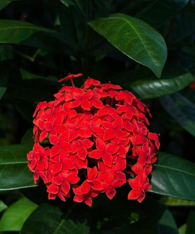 花卉欣赏论文，写作要点，结构解析