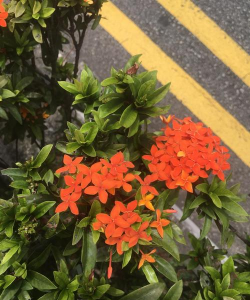 芦荟的养殖方法，轻松掌握技巧，养出健康植株