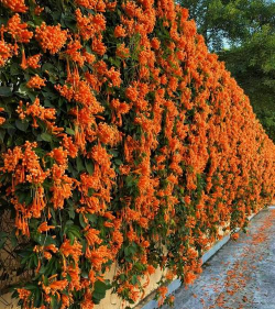 芦荟的养殖方法，轻松掌握技巧，养出健康植株