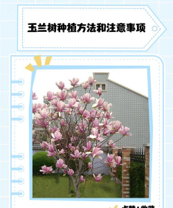 芦荟的养殖方法，轻松掌握技巧，养出健康植株