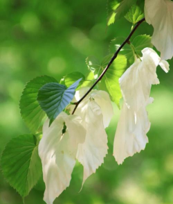 芦荟的养殖方法，轻松掌握技巧，养出健康植株