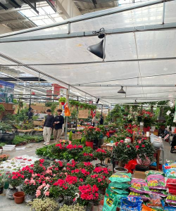 芦荟的养殖方法，轻松掌握技巧，养出健康植株