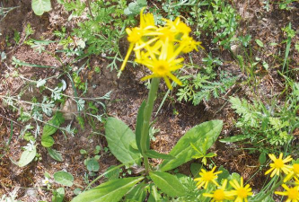 芦荟的养殖方法，轻松掌握技巧，养出健康植株