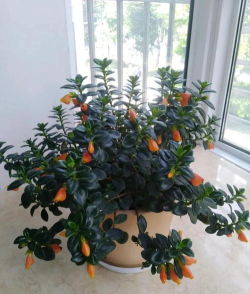 芦荟的养殖方法，轻松掌握技巧，养出健康植株