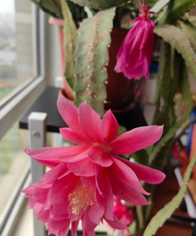 芦荟的养殖方法，轻松掌握技巧，养出健康植株