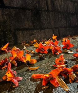 芦荟的养殖方法，轻松掌握技巧，养出健康植株