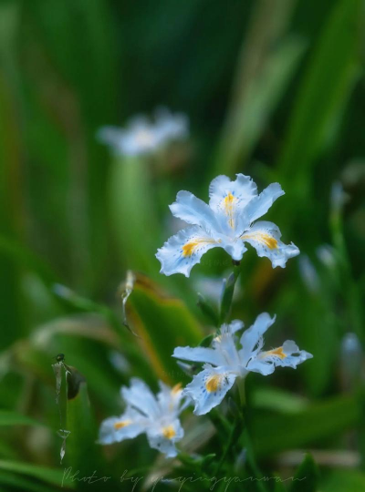 花卉欣赏论文，写作要点，结构解析