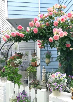 花卉欣赏论文，写作要点，结构解析