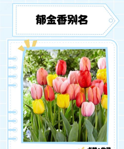 花卉欣赏论文，写作要点，结构解析