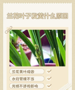 花卉欣赏论文，写作要点，结构解析