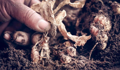 封闭阳台养花，解决空间限制，打造专属花园