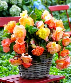 封闭阳台养花，解决空间限制，打造专属花园