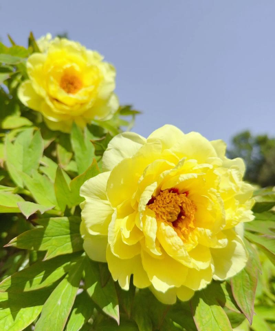 封闭阳台养花，解决空间限制，打造专属花园