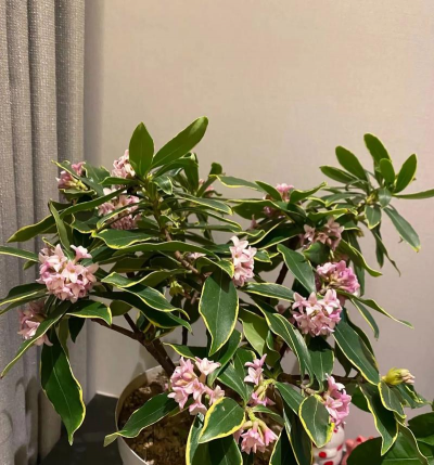 封闭阳台养花，解决空间限制，打造专属花园