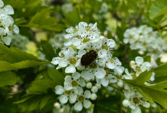 封闭阳台养花，解决空间限制，打造专属花园