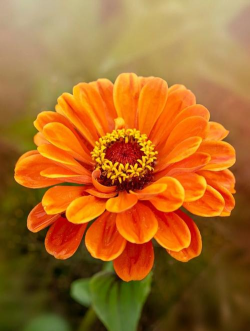 封闭阳台养花，解决空间限制，打造专属花园