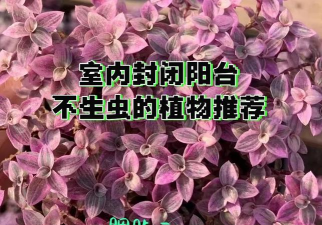 花卉插画，提升艺术氛围，美化生活空间