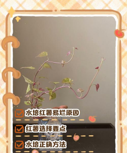 封闭阳台养花，解决空间限制，打造专属花园