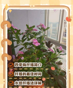 封闭阳台养花，解决空间限制，打造专属花园