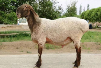 新疆羊品种