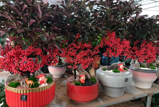 折枝花卉，传统美学，现代生活