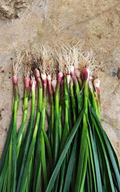 封闭阳台养花，解决空间限制，打造专属花园