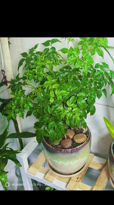 折枝花卉，传统美学，现代生活