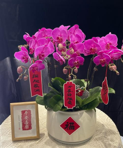 折枝花卉，传统美学，现代生活