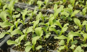 折枝花卉，传统美学，现代生活