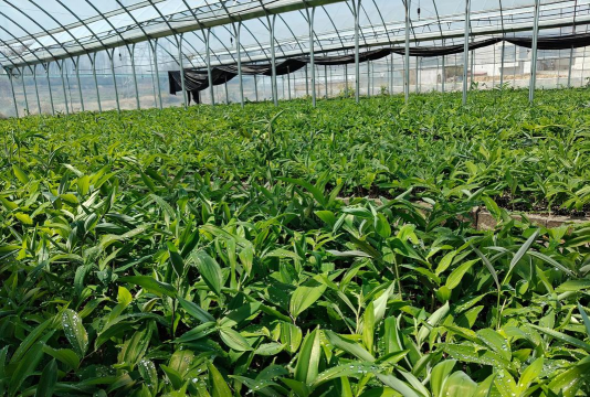 养花浇水，掌握正确方法，让植物健康生长