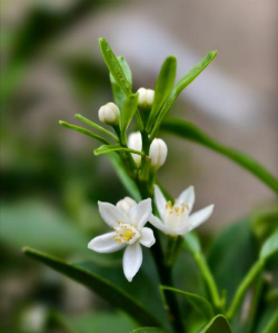 养花浇水，掌握正确方法，让植物健康生长