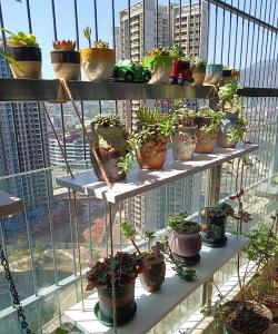 养花浇水，掌握正确方法，让植物健康生长