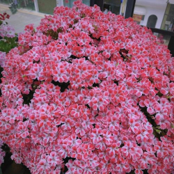 养花浇水，掌握正确方法，让植物健康生长