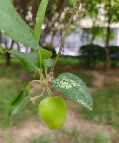 折枝花卉，传统美学，现代生活