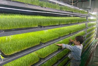 折枝花卉，传统美学，现代生活