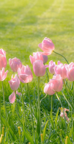 养花浇水，掌握正确方法，让植物健康生长