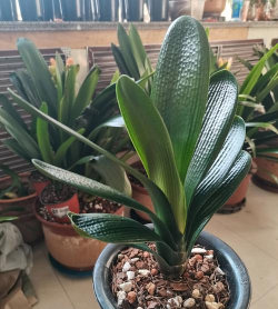 养花浇水，掌握正确方法，让植物健康生长