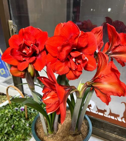 维生素c养花怎么用，给花草加点料，叶子油亮开花多