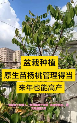 维生素c养花怎么用，给花草加点料，叶子油亮开花多