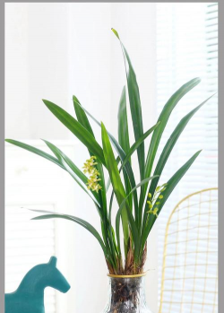 维生素c养花怎么用，给花草加点料，叶子油亮开花多