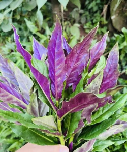 维生素c养花怎么用，给花草加点料，叶子油亮开花多