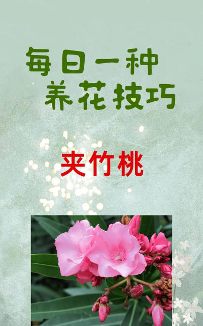 维生素c养花怎么用，给花草加点料，叶子油亮开花多