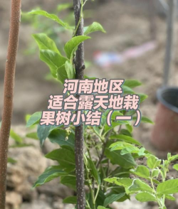 维生素c养花怎么用，给花草加点料，叶子油亮开花多