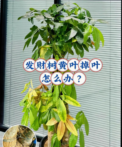 维生素c养花怎么用，给花草加点料，叶子油亮开花多