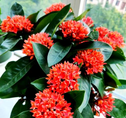 维生素c养花怎么用，给花草加点料，叶子油亮开花多