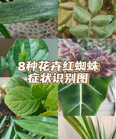 养花的英文，正确表达与实用场景，轻松掌握园艺词汇