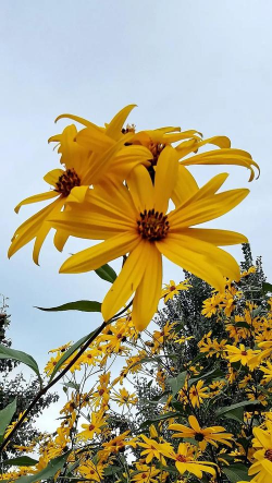 养花的英文，正确表达与实用场景，轻松掌握园艺词汇